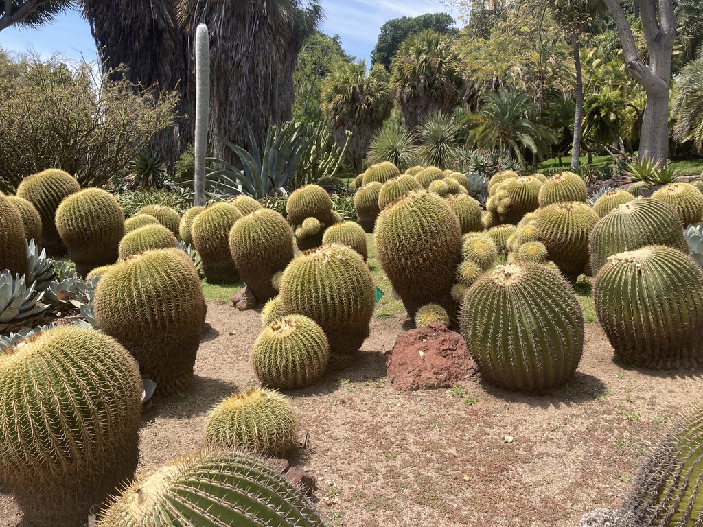 Huntington cactus garden